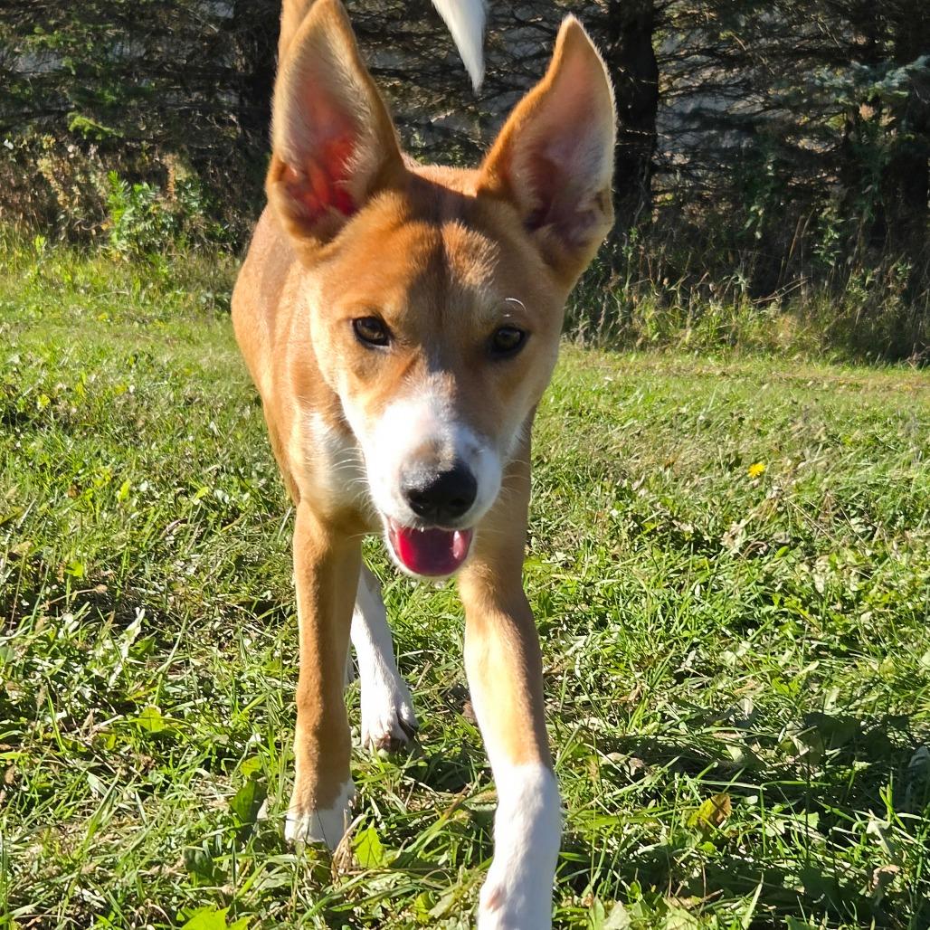 Enlarge Ernie, a Adoptable mixed breed in Wadena, MN image 2/6