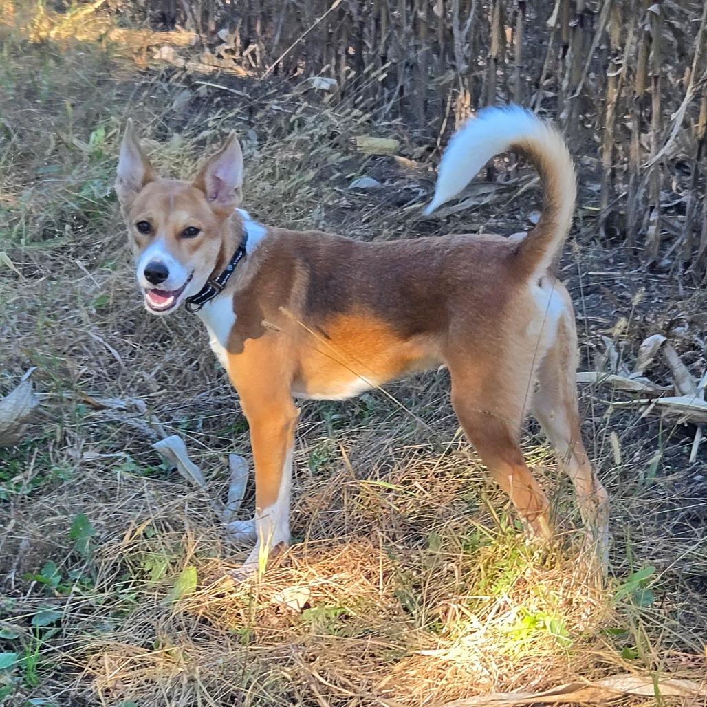 Enlarge Ernie, a Adoptable mixed breed in Wadena, MN image 3/6