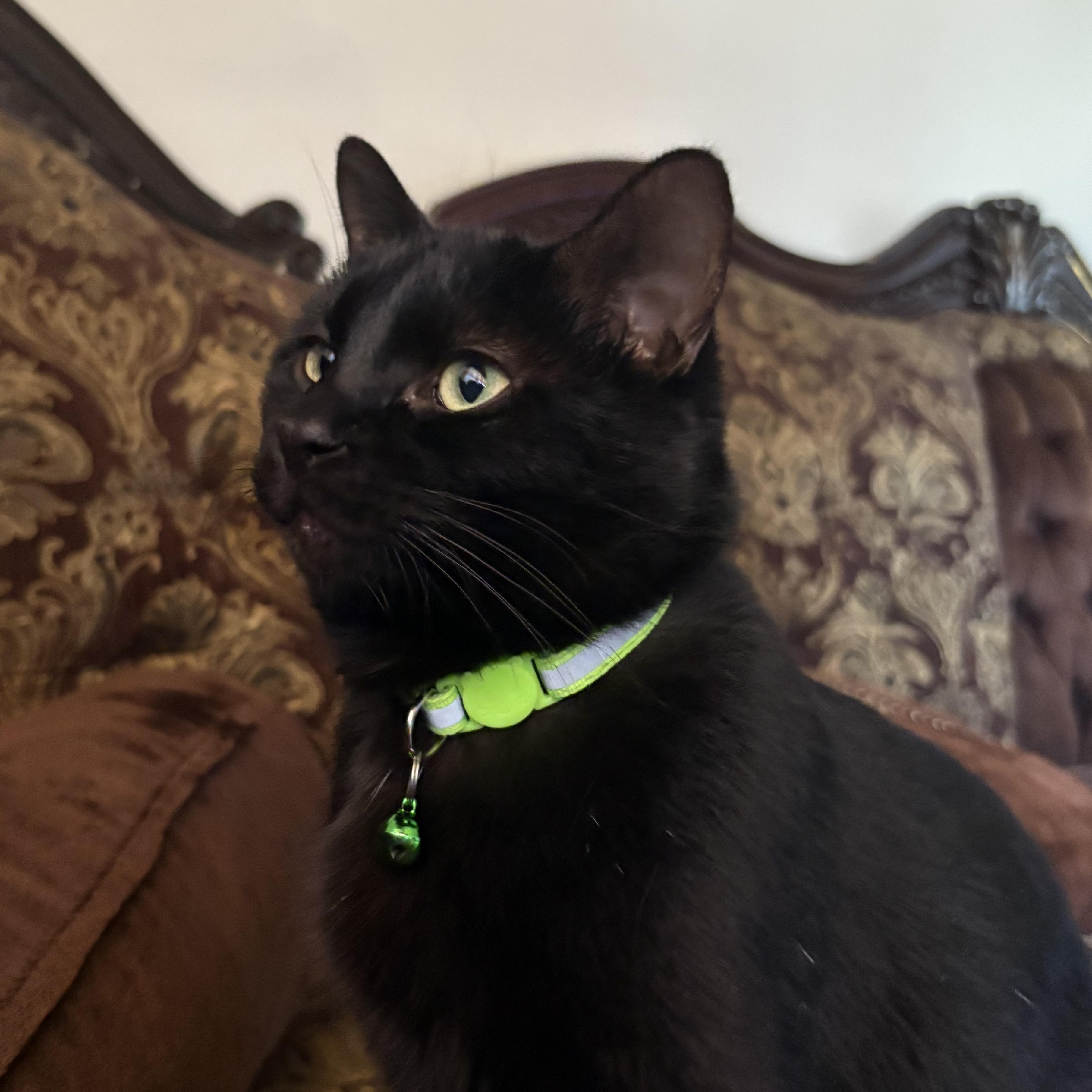 Shadow Ahmed, an adopted Domestic Short Hair in Denver, CO image 4/6