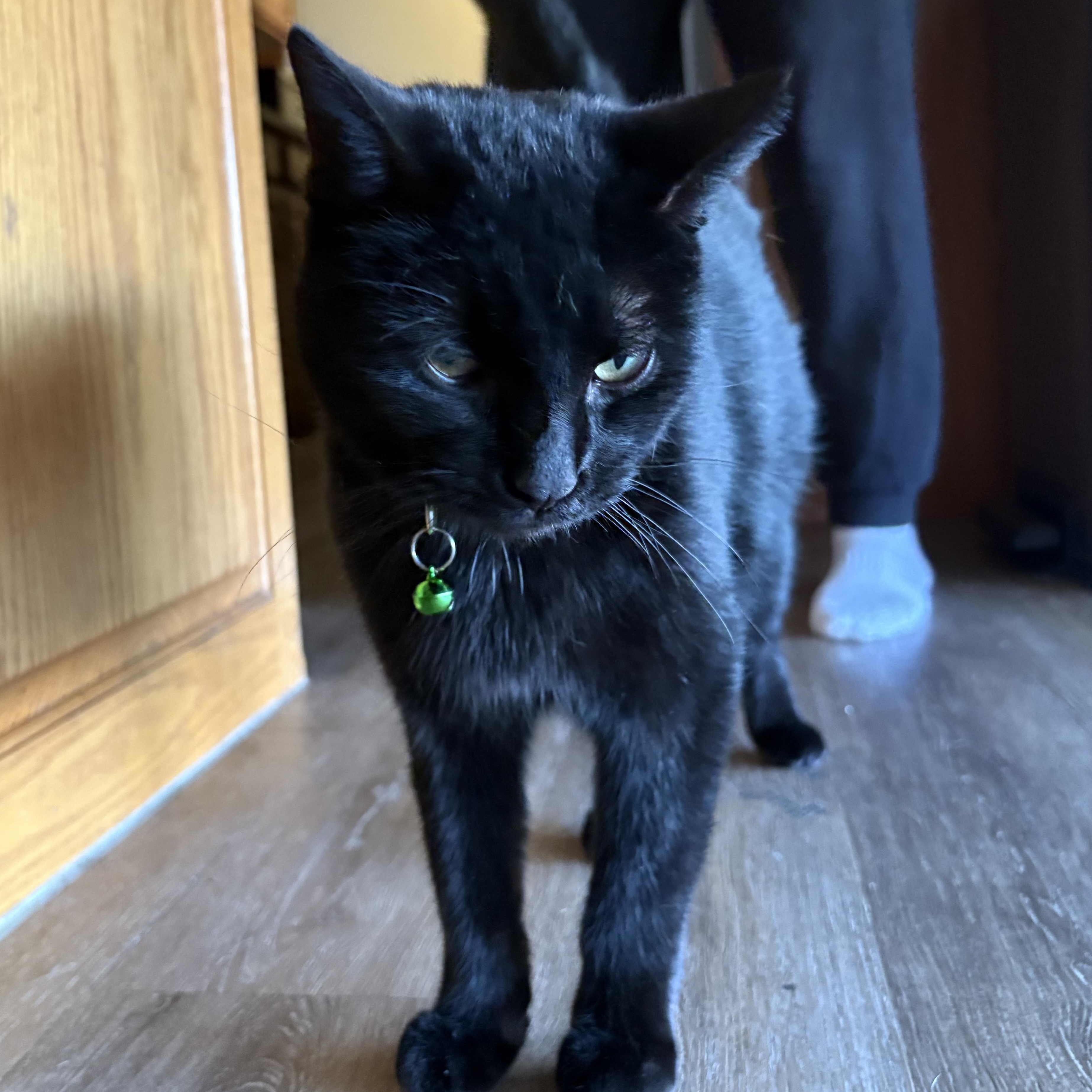 Shadow Ahmed, an adopted Domestic Short Hair in Denver, CO image 3/6