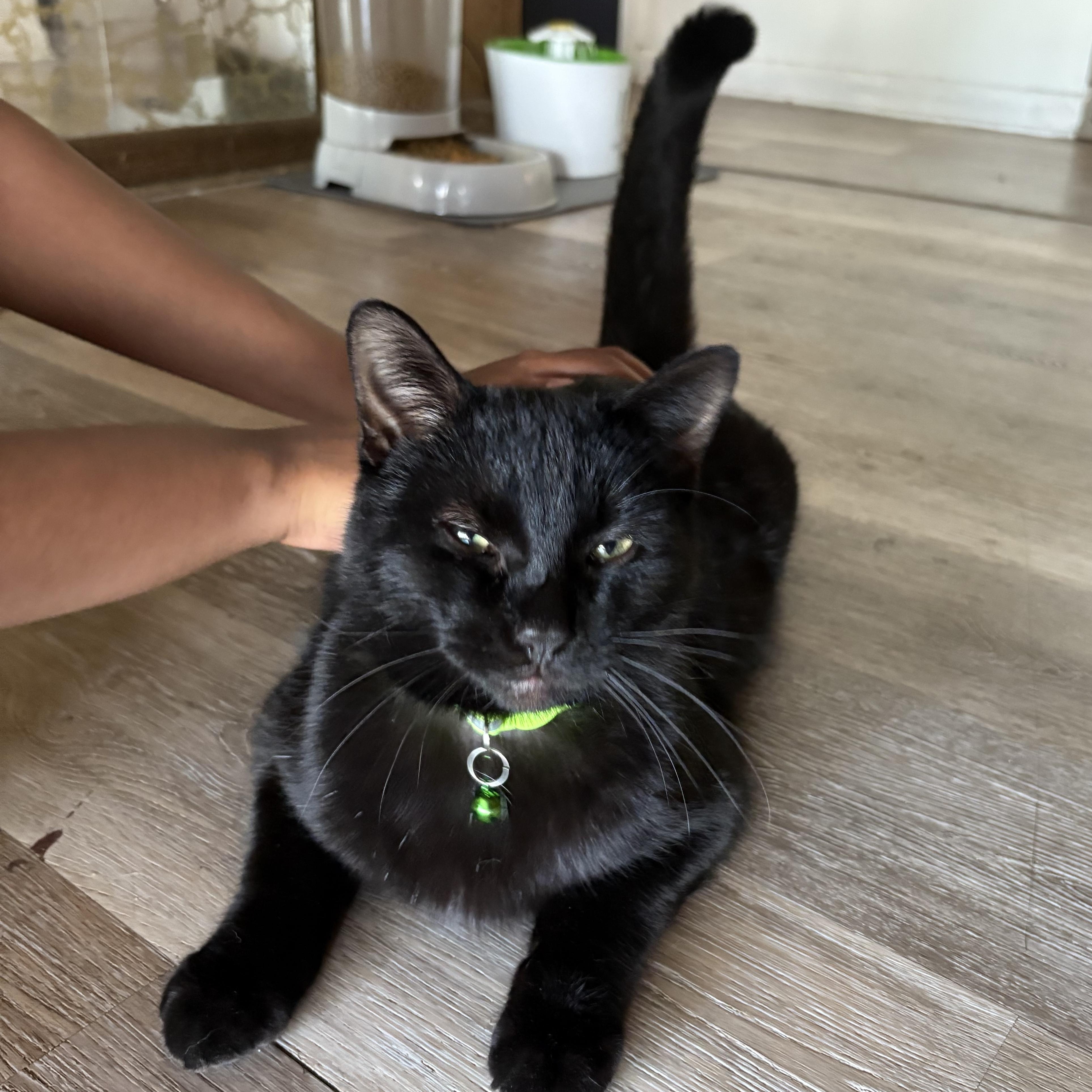 Shadow Ahmed, an adopted Domestic Short Hair in Denver, CO image 1/6