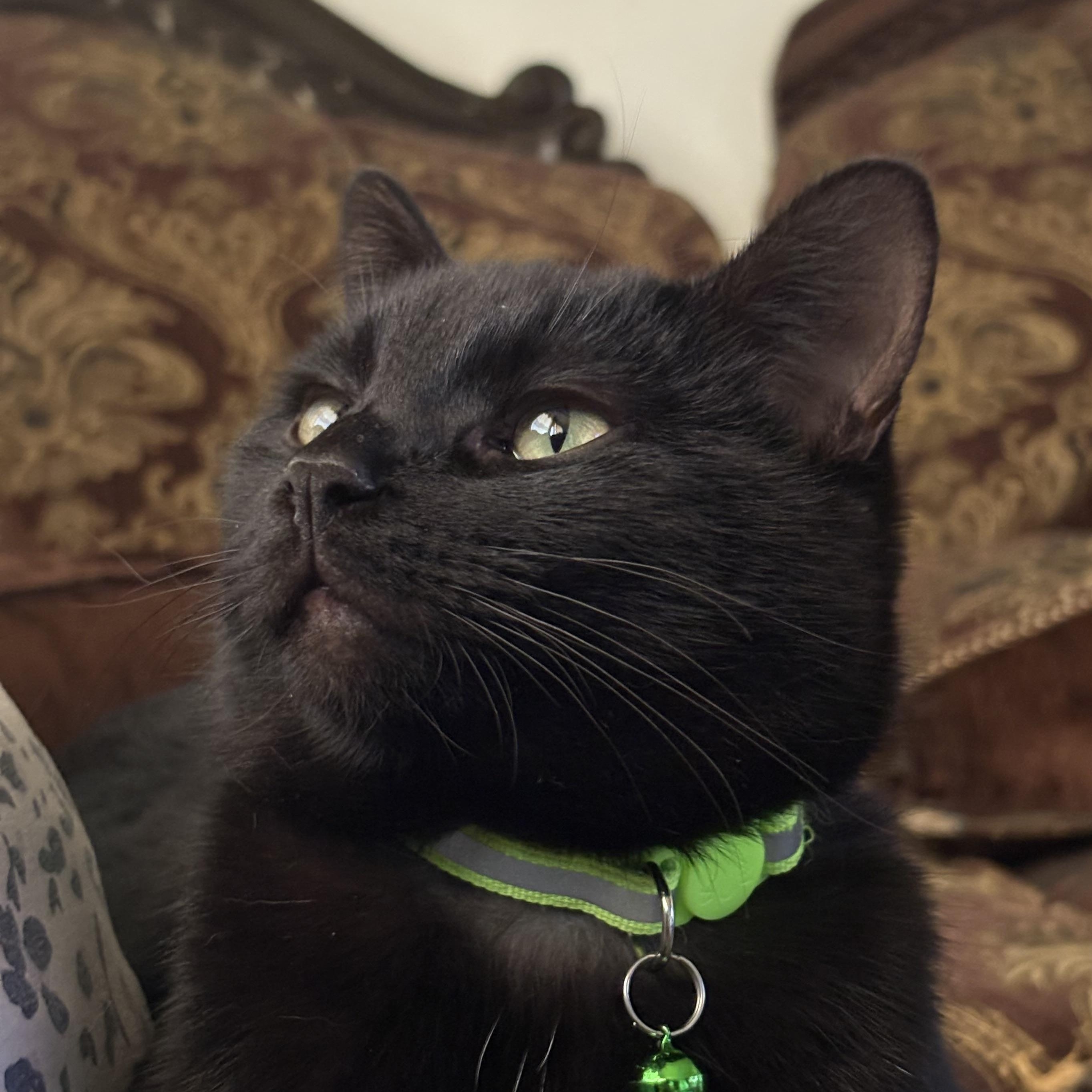 Shadow Ahmed, an adopted Domestic Short Hair in Denver, CO image 5/6