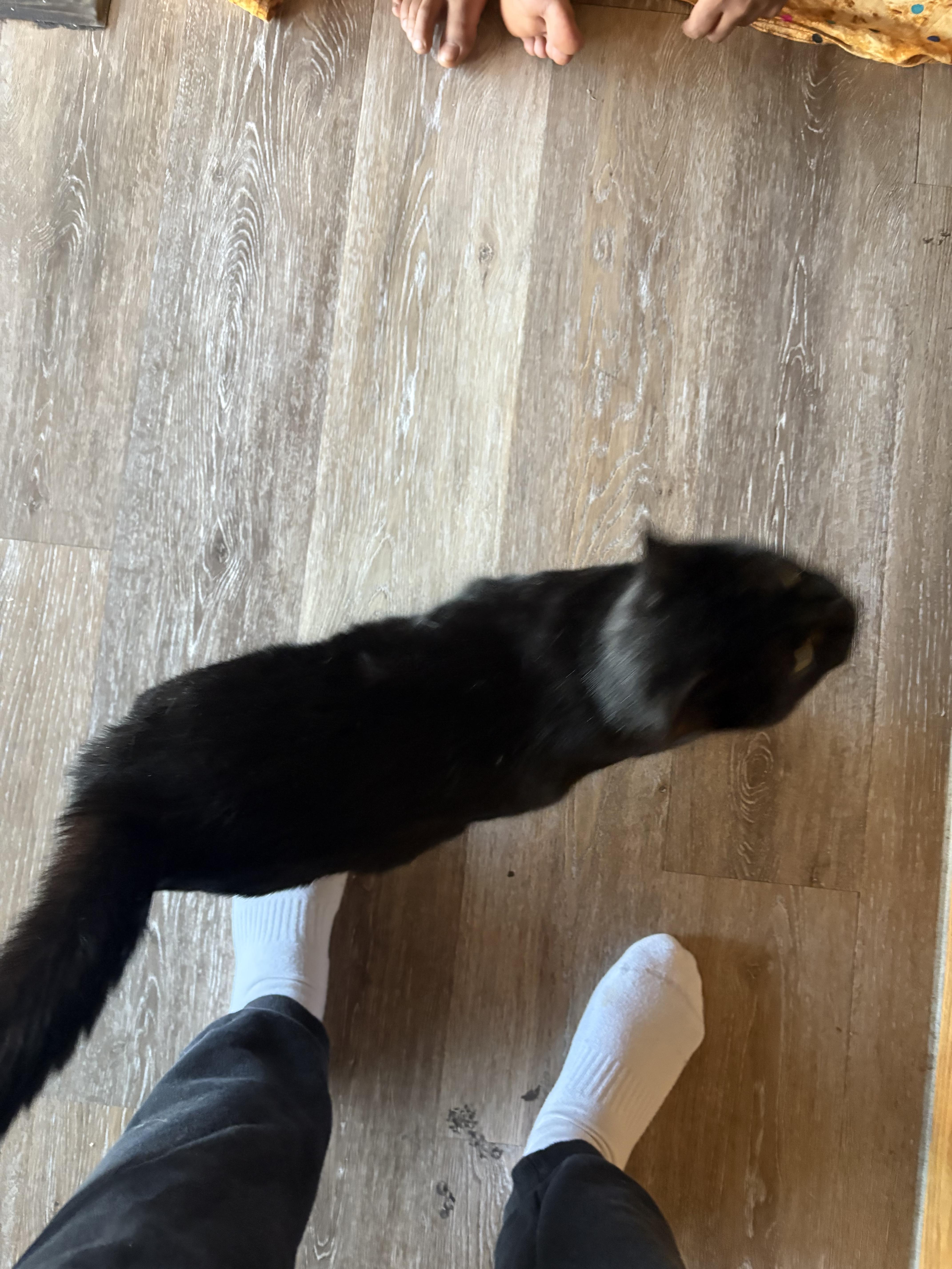 Shadow Ahmed, an adopted Domestic Short Hair in Denver, CO image 2/6