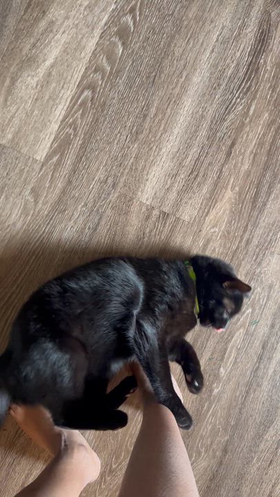 Enlarge Shadow Ahmed, an adopted Domestic Short Hair in Denver, CO video 6/6