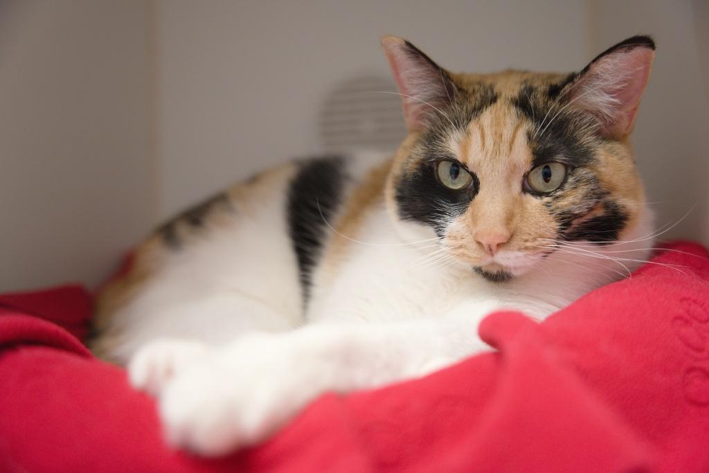 Enlarge Rivia, an adopted mixed breed in Bellingham, WA image 1/5