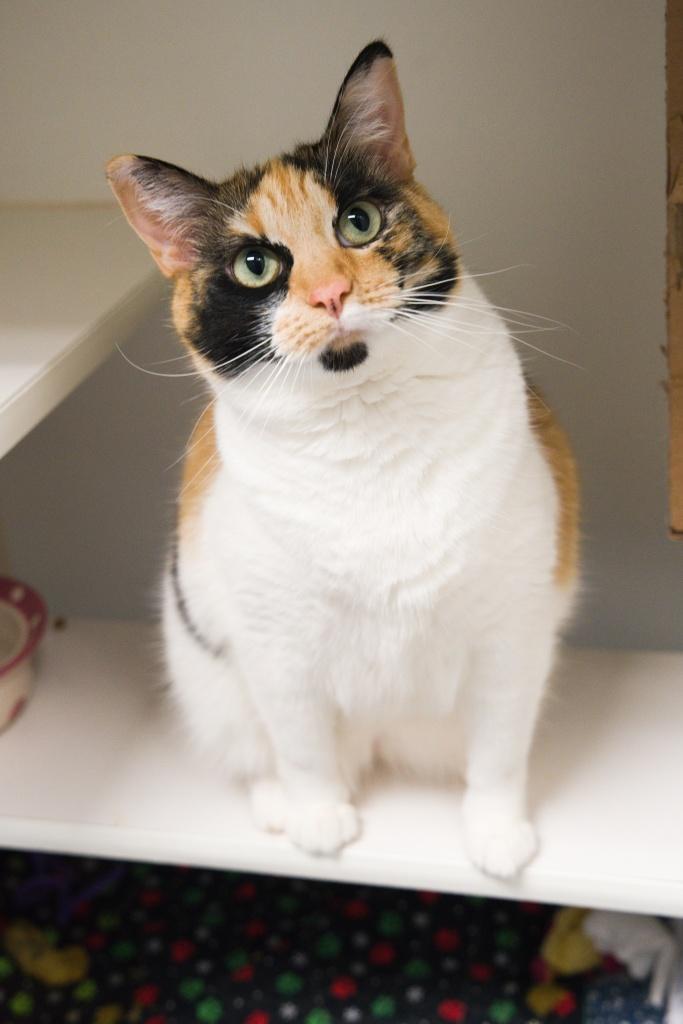 Enlarge Rivia, an adopted mixed breed in Bellingham, WA image 2/5