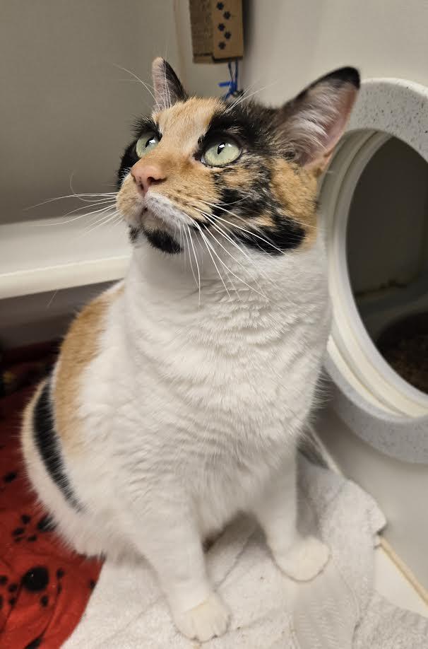 Enlarge Rivia, a ADOPTABLE mixed breed in Bellingham, WA image 3/3