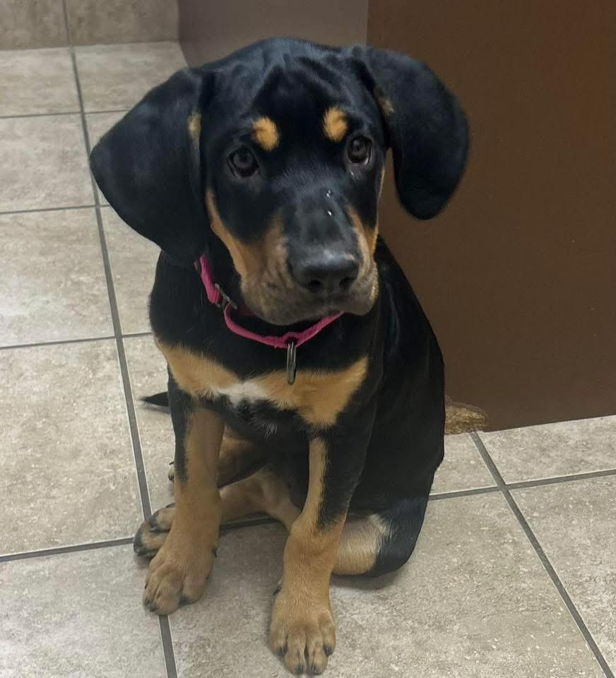 Patsy, Adoptable, Puppy Female Hound.