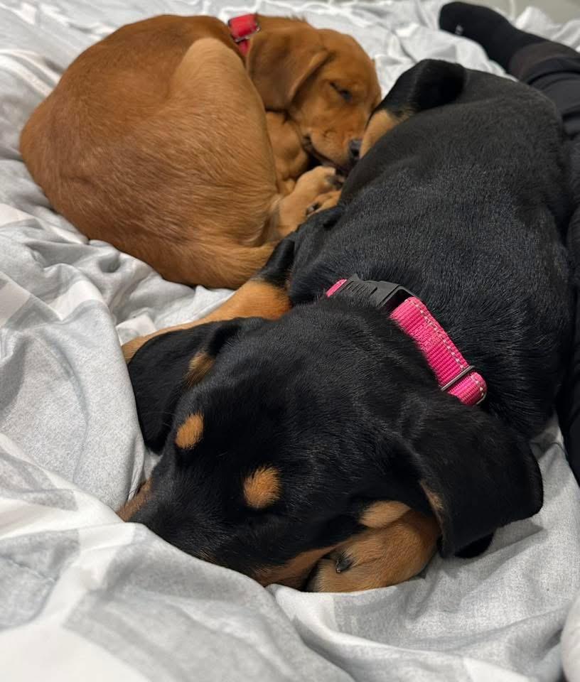 Enlarge Patsy, a Adoptable mixed breed in Bristol, WI image 2/5