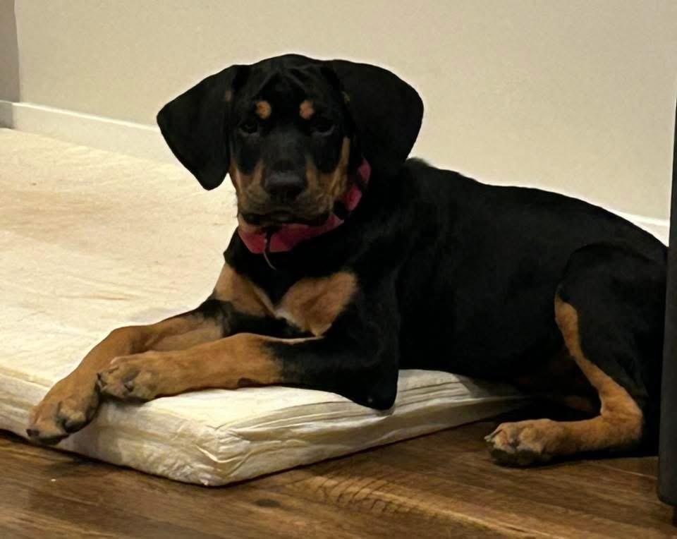 Enlarge Patsy, a Adoptable mixed breed in Bristol, WI image 3/5