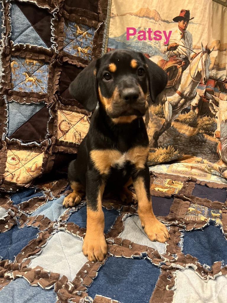 Enlarge Patsy, a Adoptable mixed breed in Bristol, WI image 4/5