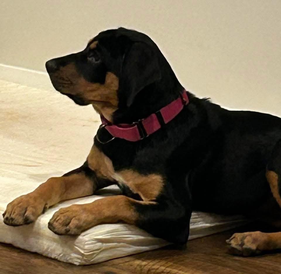 Patsy, a Adoptable mixed breed in Bristol, WI image 5/5