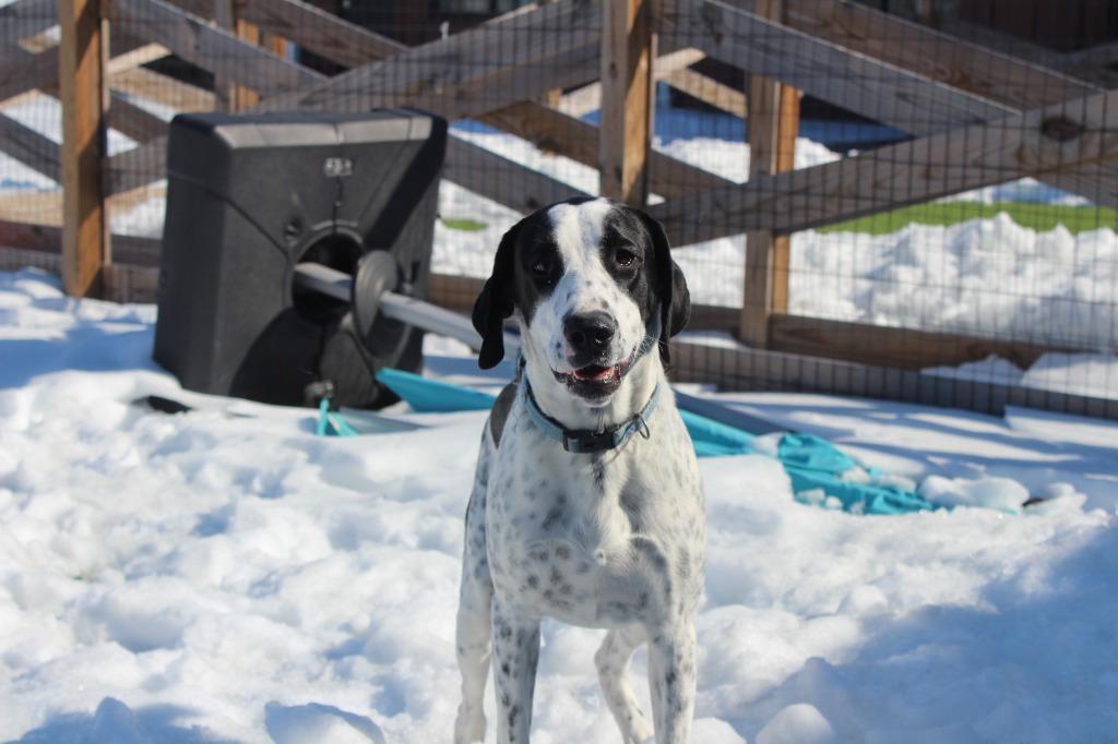 Foster, a Adoptable mixed breed in Chestertown, MD image 3/4