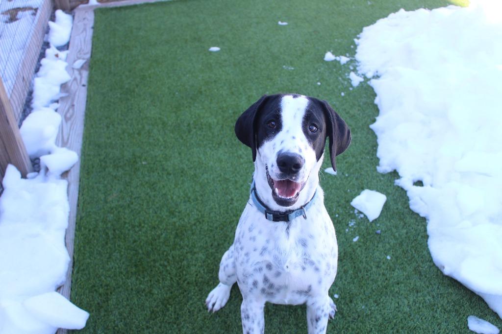 Foster, a Adoptable mixed breed in Chestertown, MD image 4/4