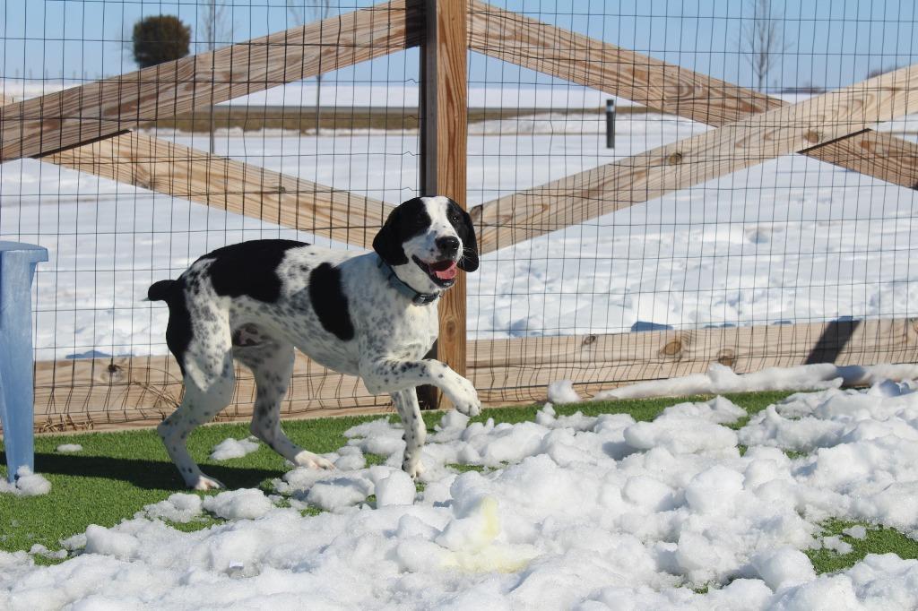 Foster, a Adoptable mixed breed in Chestertown, MD image 2/4