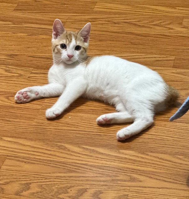 Monkey, Adoptable, Young Male Domestic Short Hair.