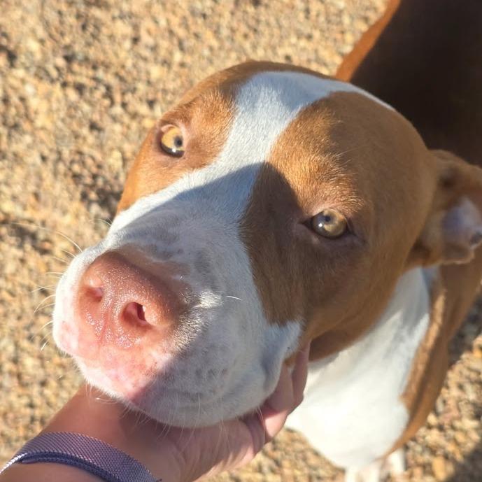 Gomez, Adoptable, Adult Male Pit Bull Terrier.