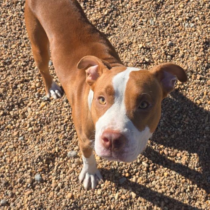 Enlarge Gomez, a Adoptable Pit Bull Terrier in Elizabeth City, NC image 2/2