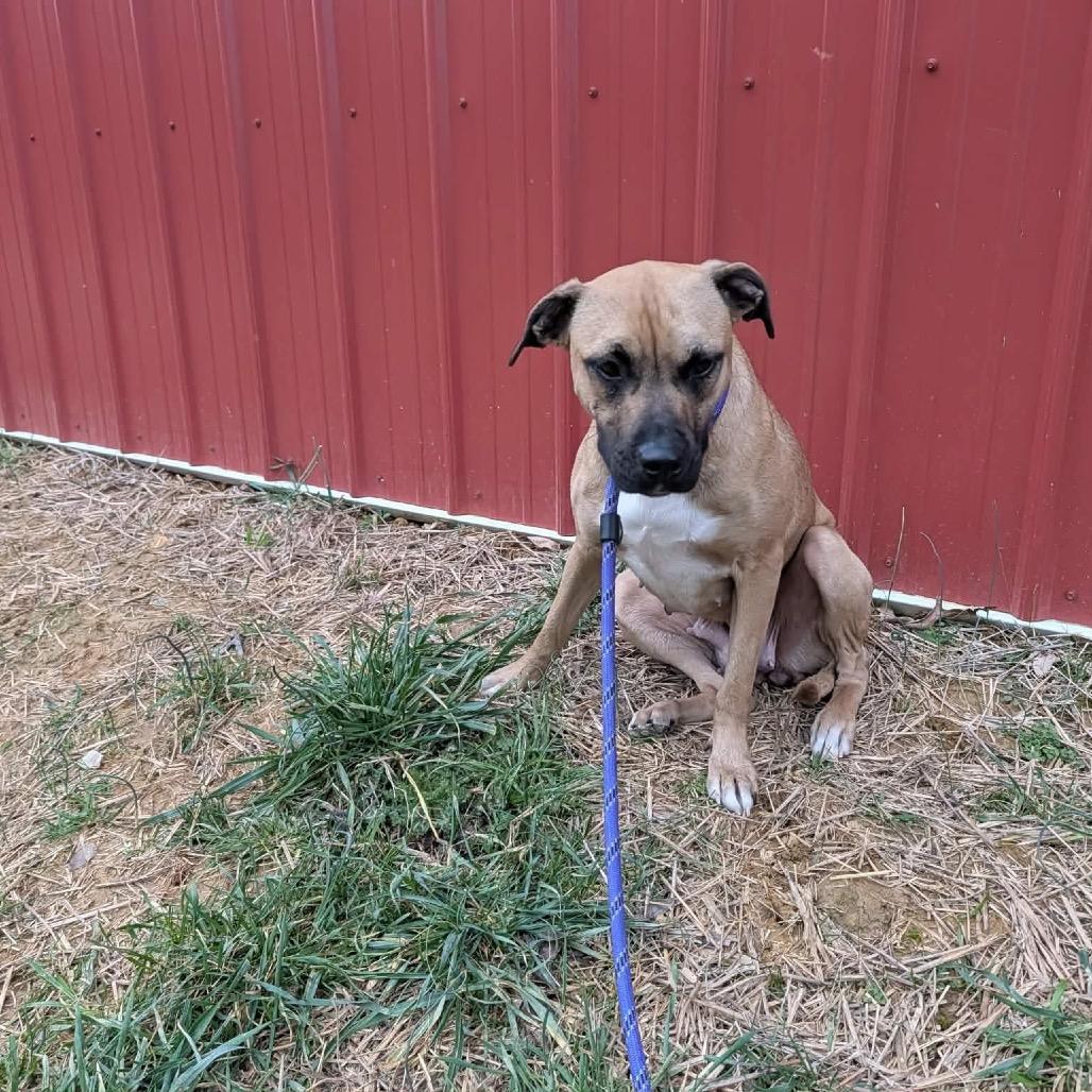 Nutmeg, Adoptable, Adult Female Mixed Breed.