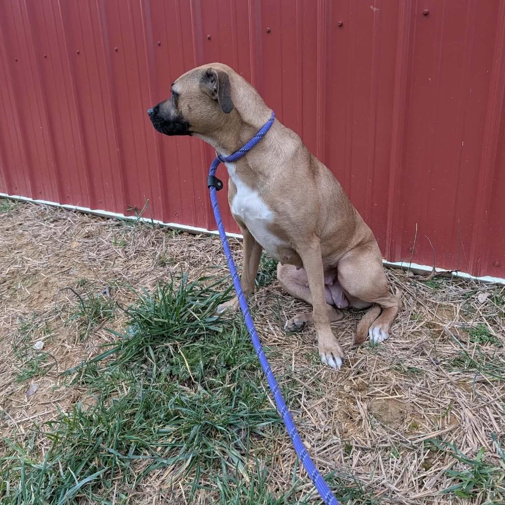Enlarge Nutmeg, a Adoptable Mixed Breed in Clarksville, TN image 2/5