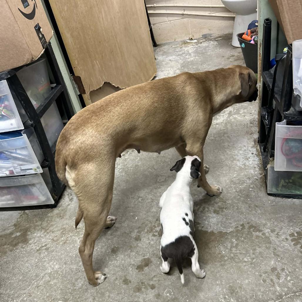 Enlarge Nutmeg, a Adoptable Mixed Breed in Clarksville, TN image 4/5