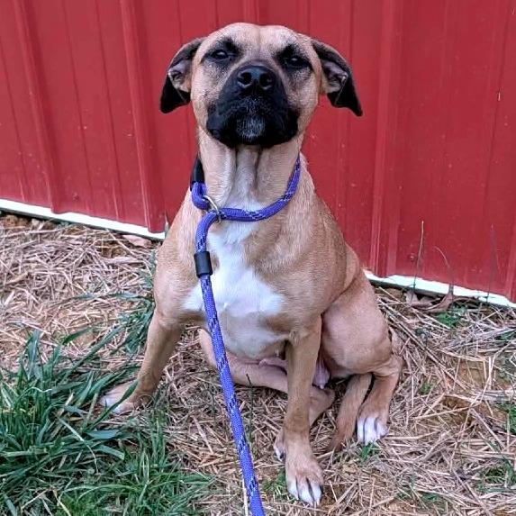 Enlarge Nutmeg, a Adoptable Mixed Breed in Clarksville, TN image 5/5