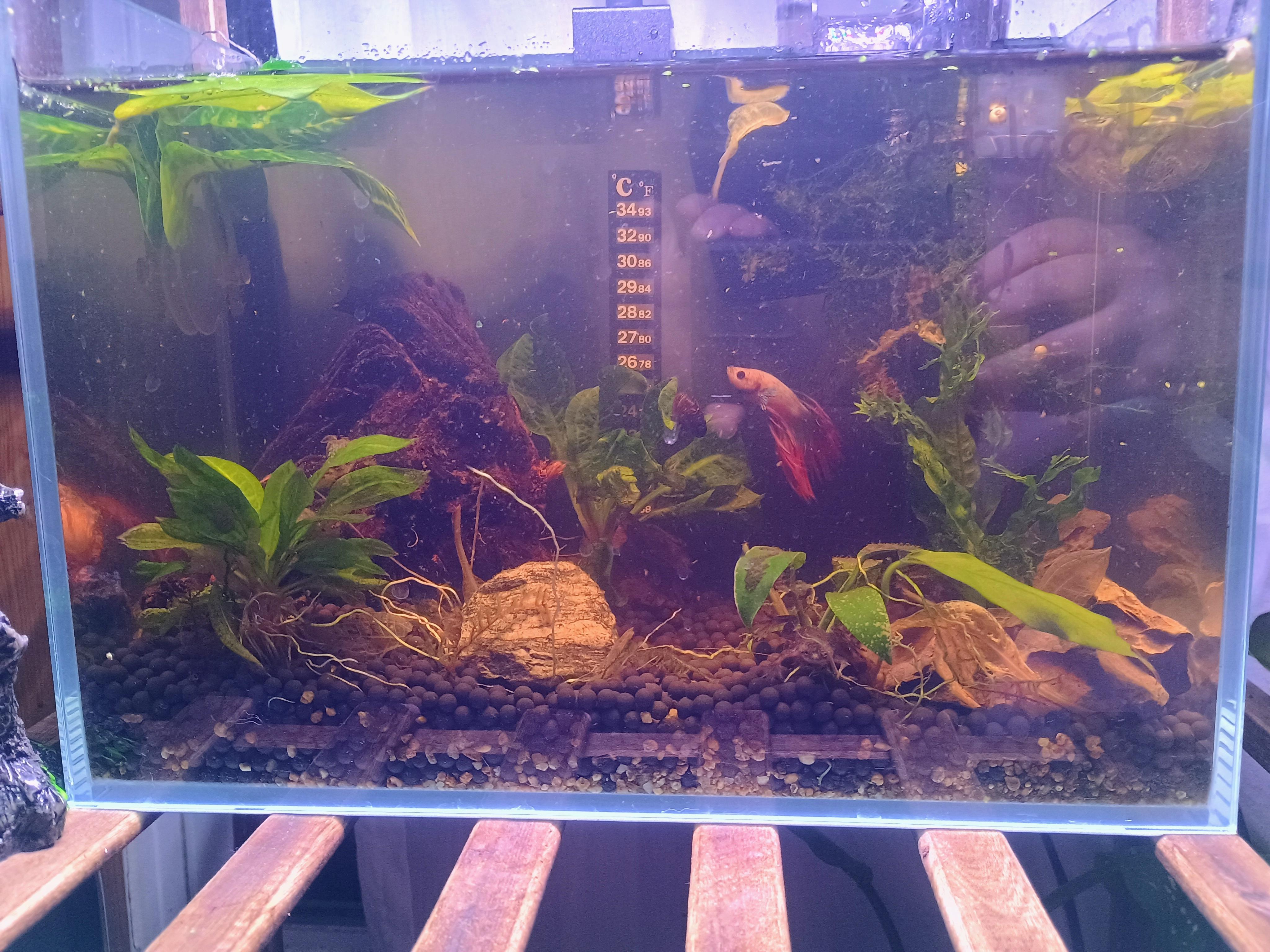 Razz, a Adoptable Freshwater Fish in Willoughby, OH image 1/4