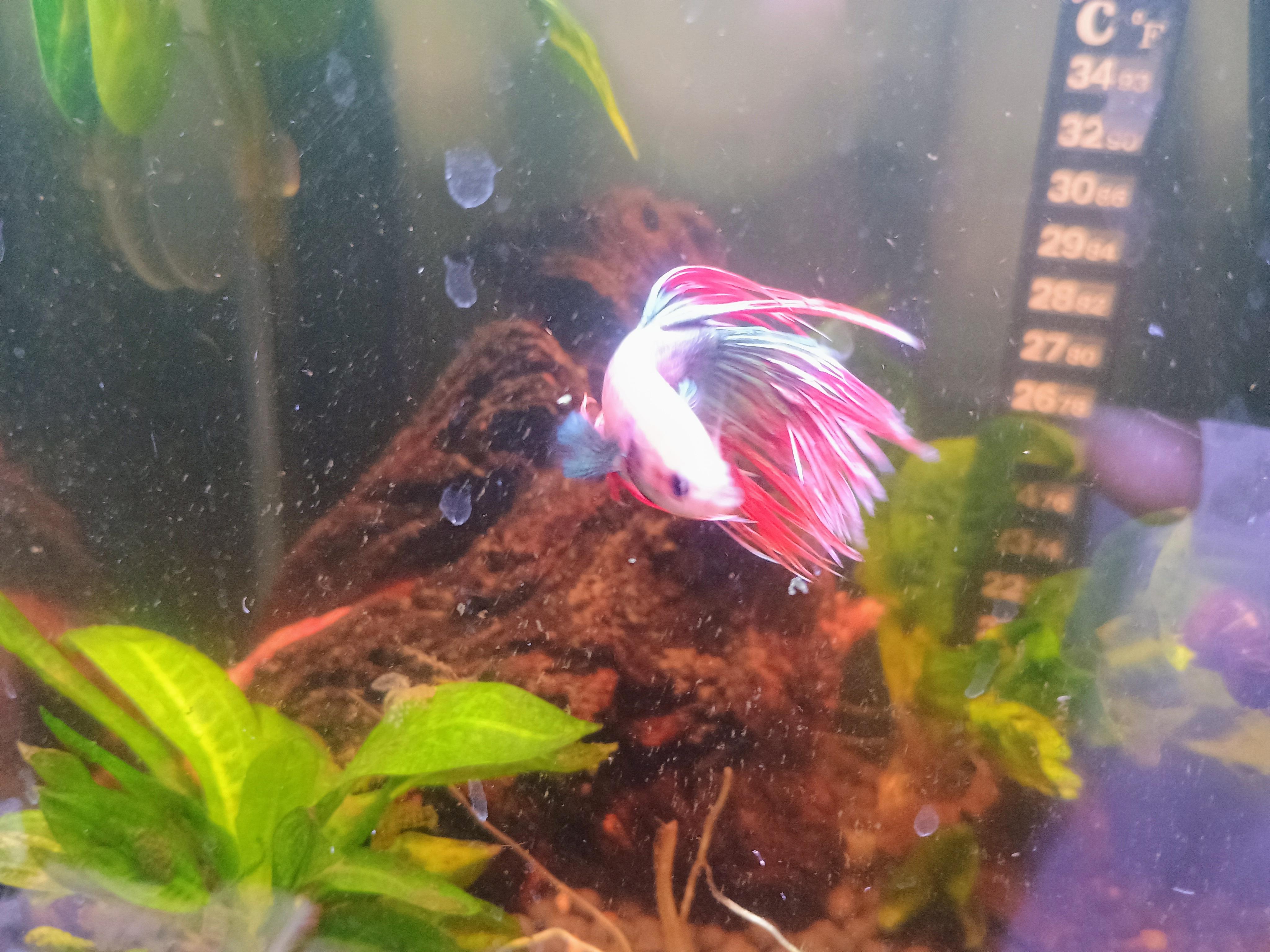 Razz, Adoptable, Adult Male Freshwater Fish.