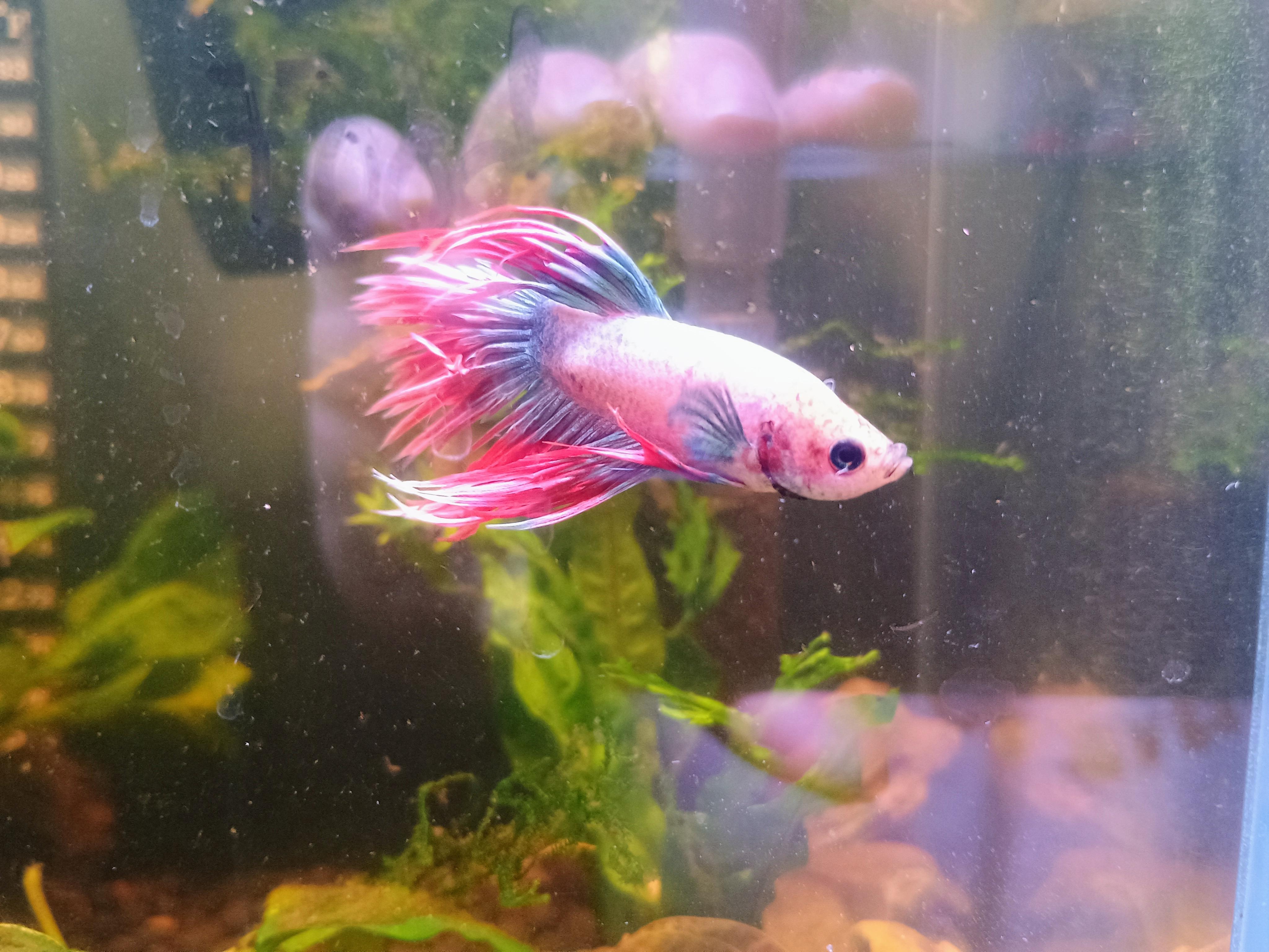 Razz, Adoptable, Adult Male Freshwater Fish.