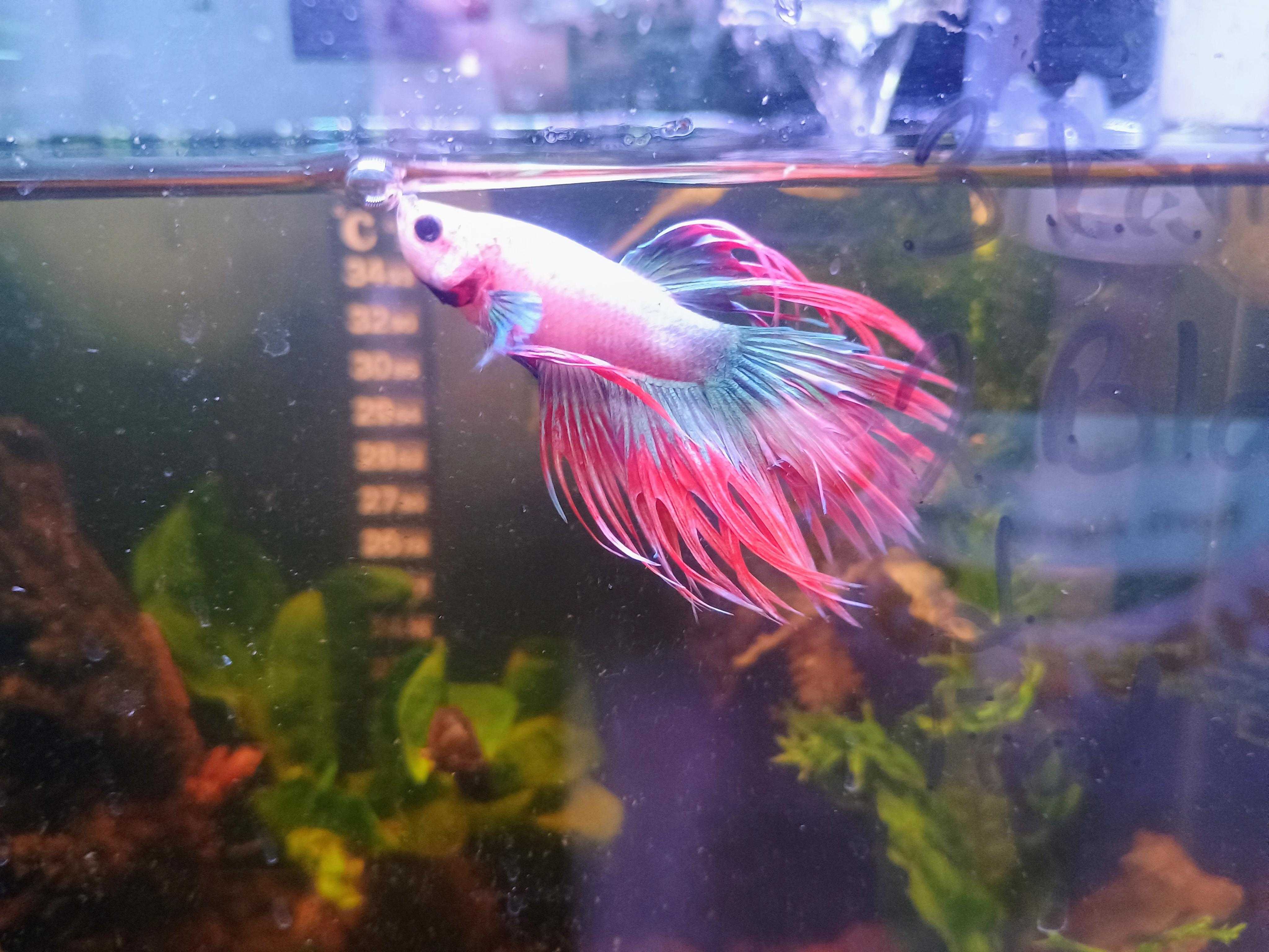 Razz, a Adoptable Freshwater Fish in Willoughby, OH image 4/4