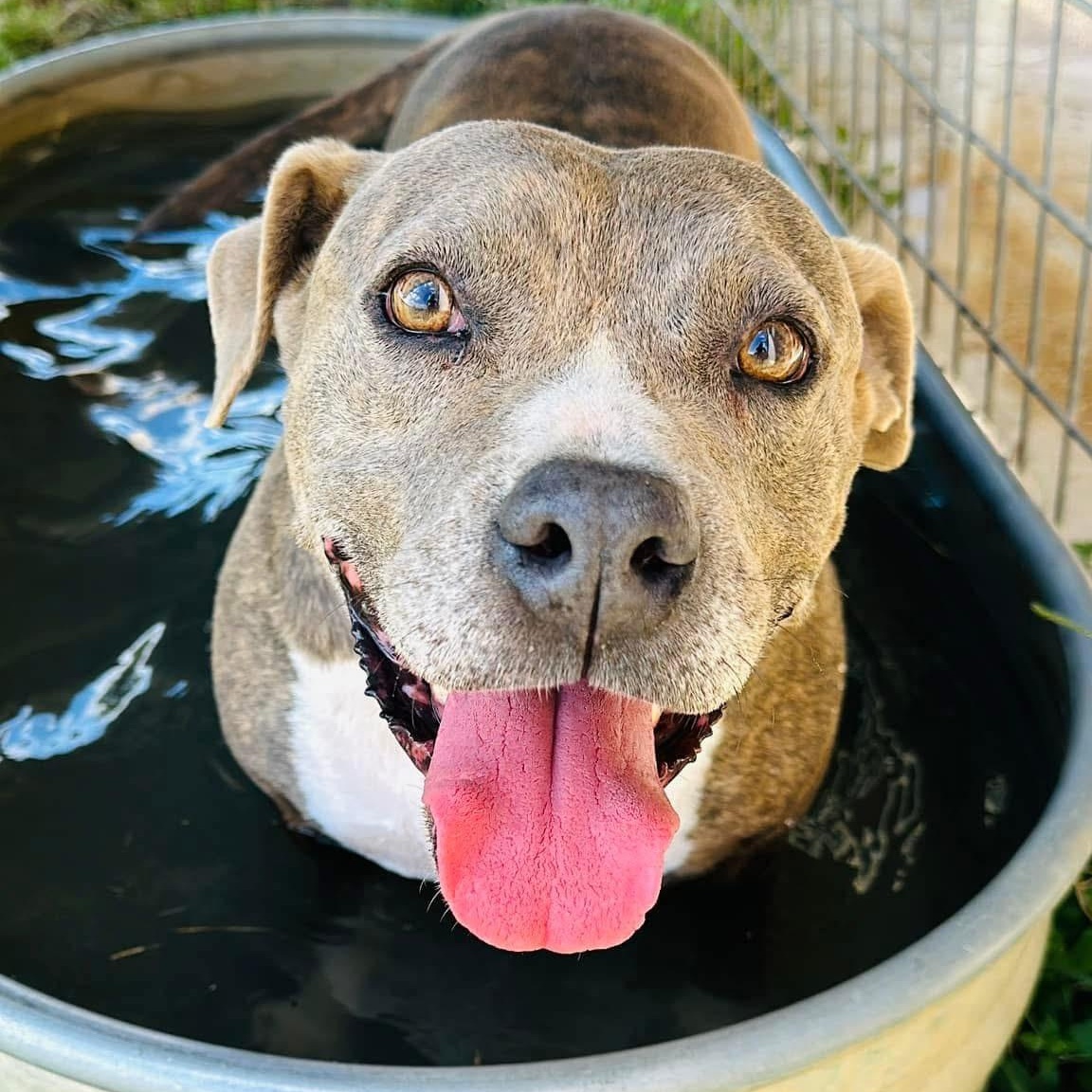 Enlarge Rosie, a Adoptable American Bully in Gonzales, TX image 3/5