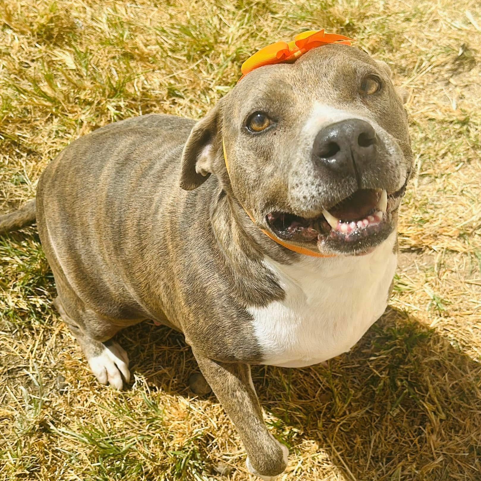 Enlarge Rosie, a Adoptable American Bully in Gonzales, TX image 2/5