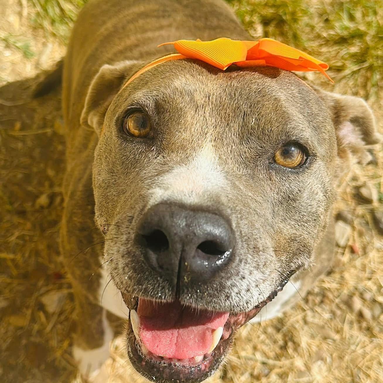 Enlarge Rosie, a Adoptable American Bully in Gonzales, TX image 4/5