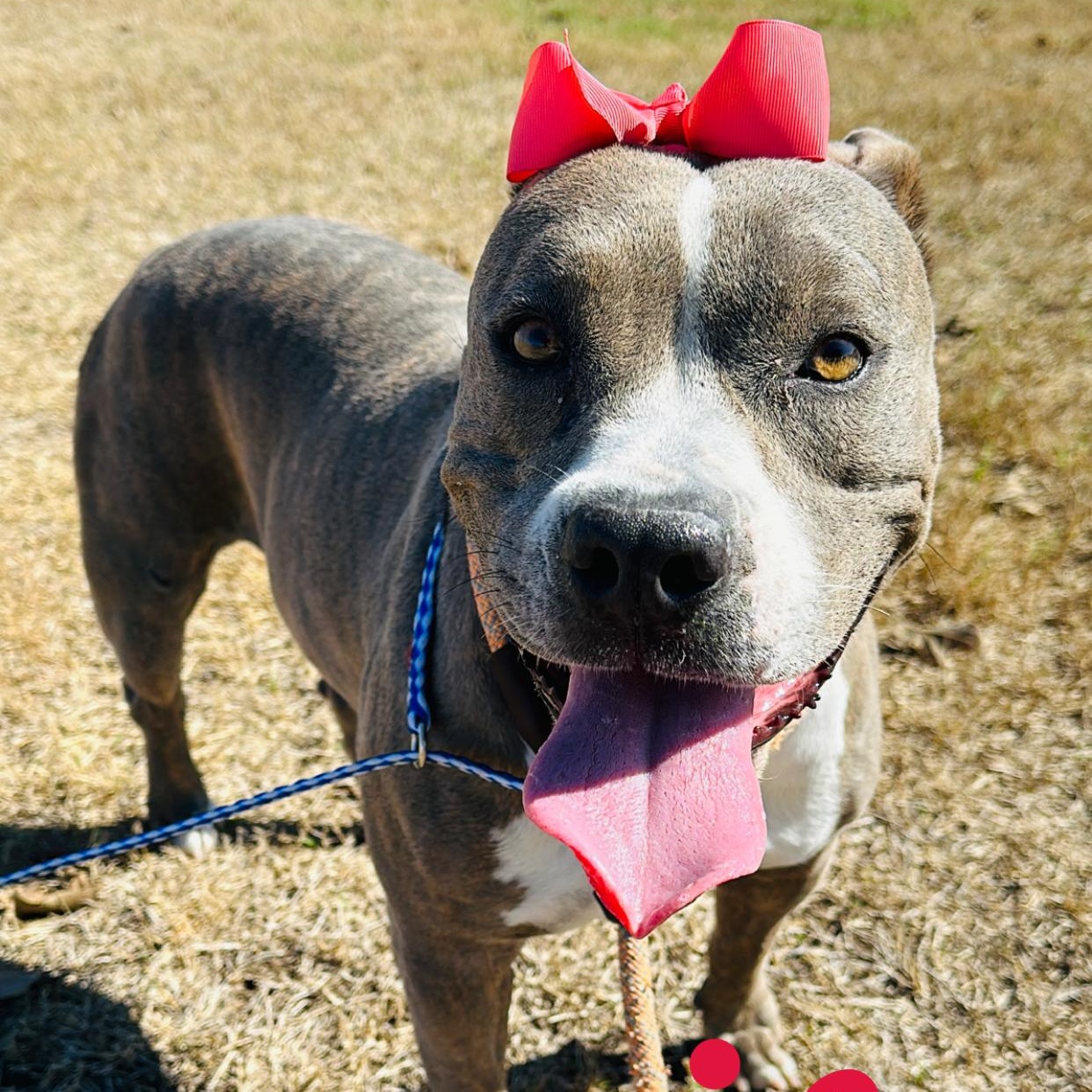 Rosie, Adoptable, Adult Female American Bully.