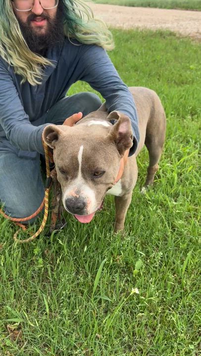 Enlarge Rosie, a Adoptable American Bully in Gonzales, TX video 5/5