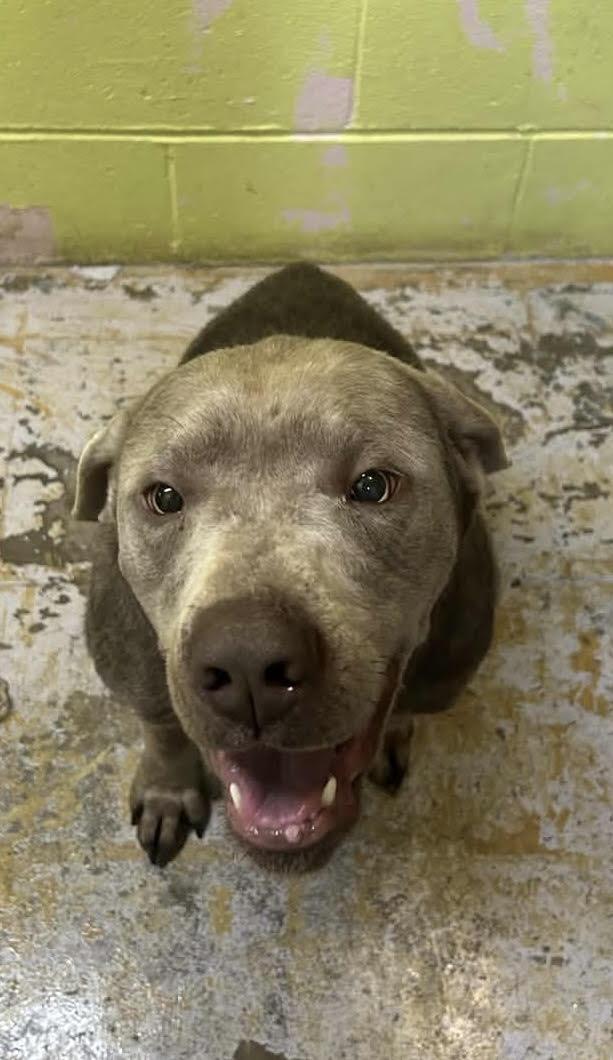 Hank, Adoptable, Adult Male Labrador Retriever.