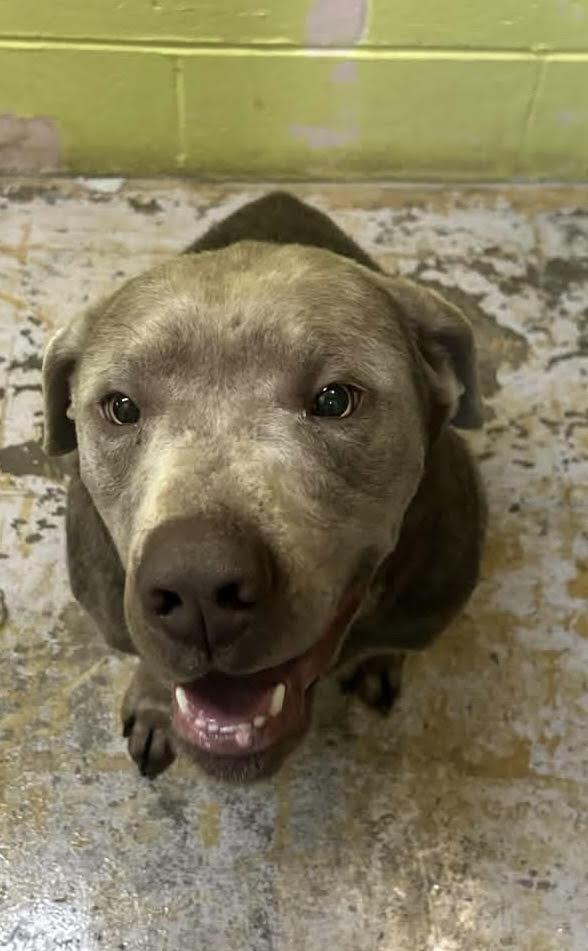 Enlarge Hank, a Adoptable Labrador Retriever in New Martinsville, WV image 2/2