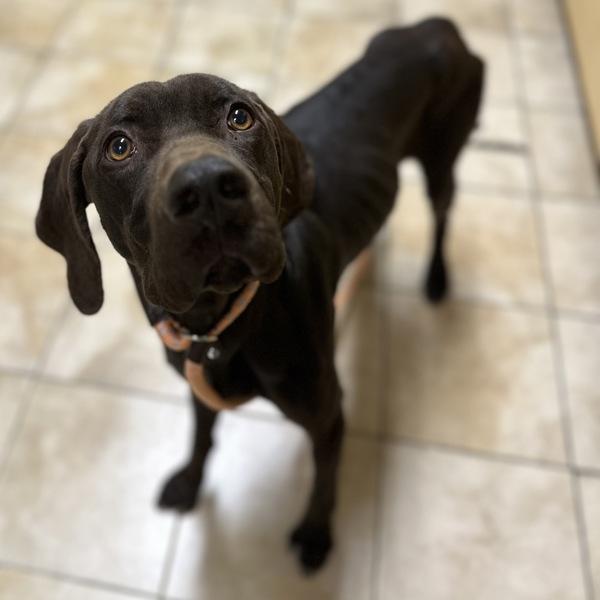 Enlarge Coco, a Adoptable mixed breed in Troutdale, OR image 1/1