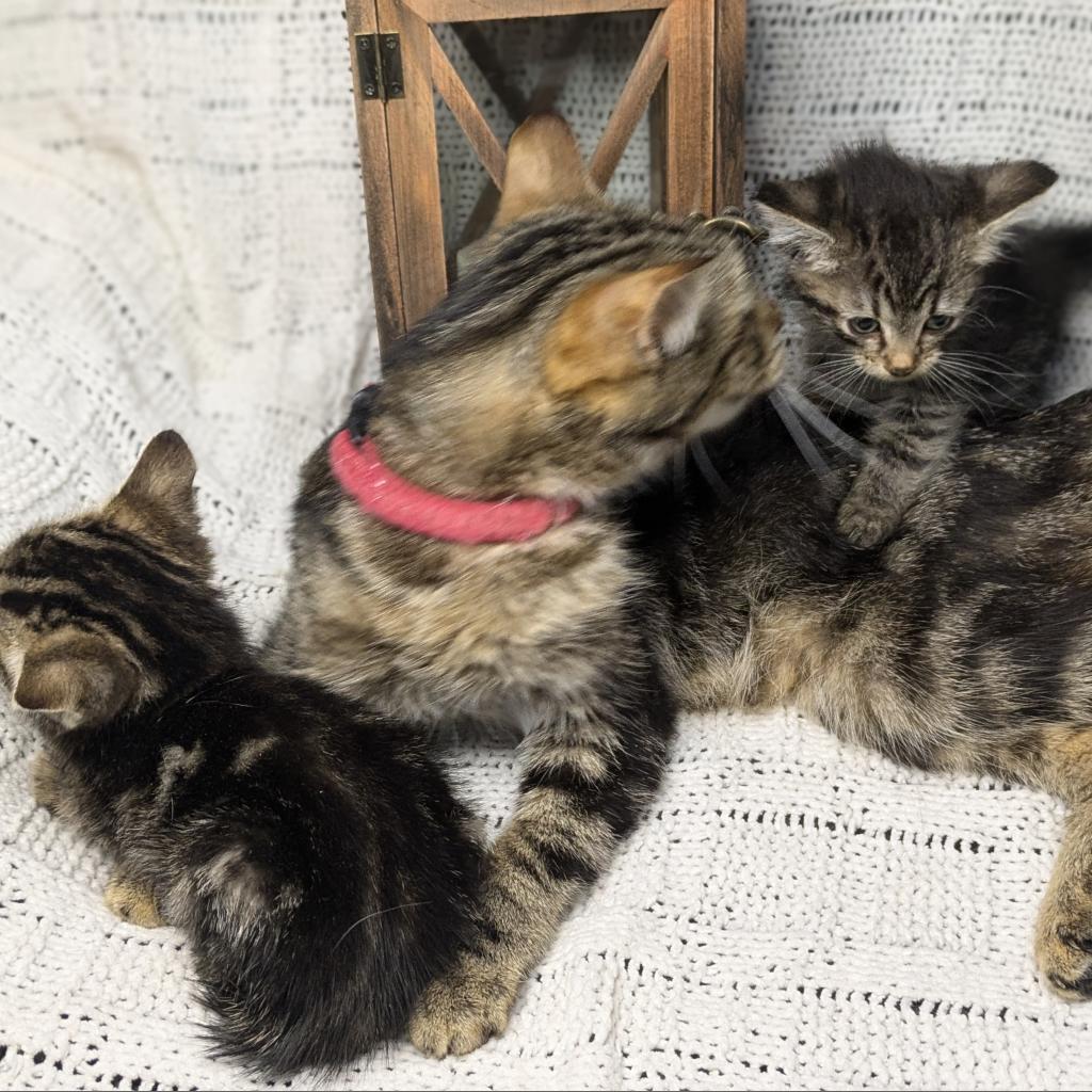 Madre, a Adoptable Domestic Short Hair in Greenwood, MO image 1/5