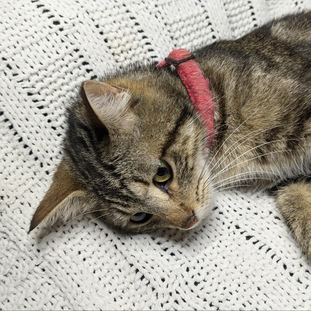 Madre, Adoptable, Adult Female Domestic Short Hair.