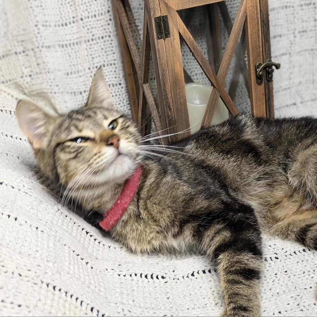 Madre, a Adoptable Domestic Short Hair in Greenwood, MO image 3/5