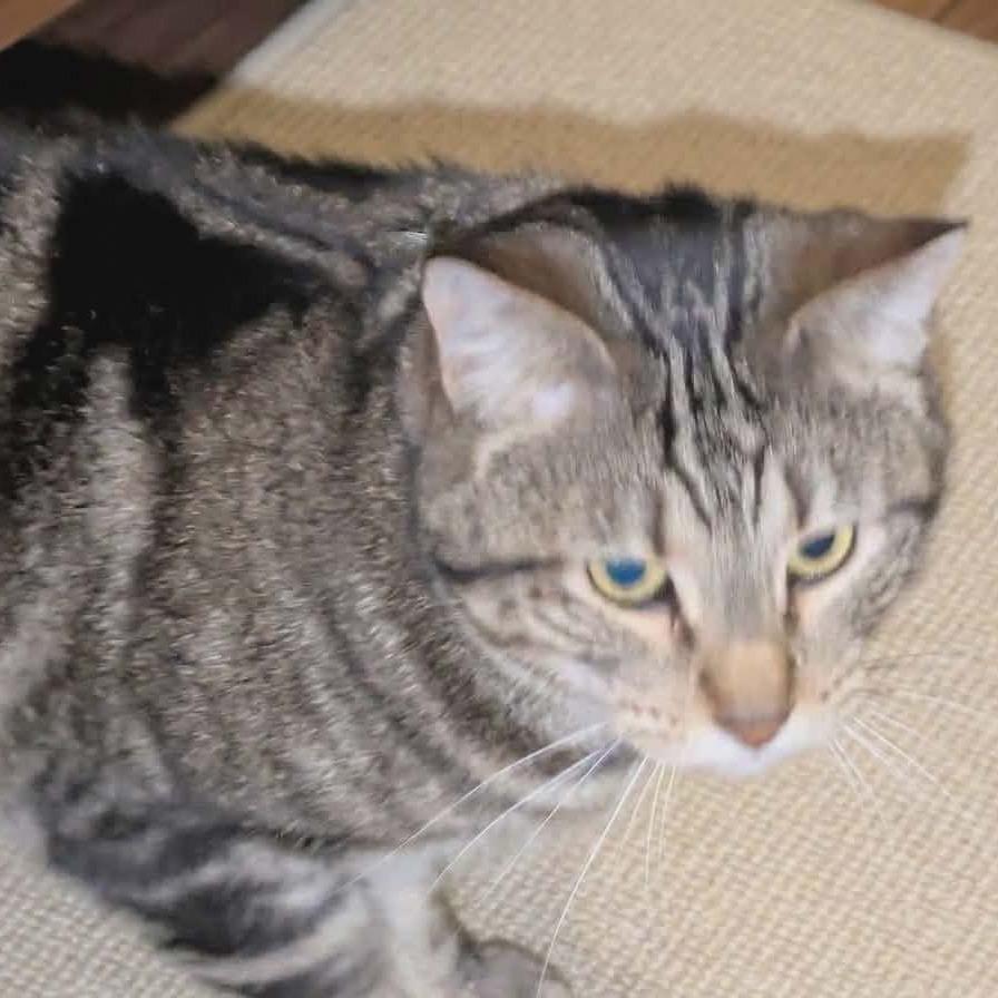 Madre, a Adoptable Domestic Short Hair in Greenwood, MO image 4/6