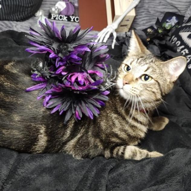 Madre, a Adoptable Domestic Short Hair in Greenwood, MO image 5/5