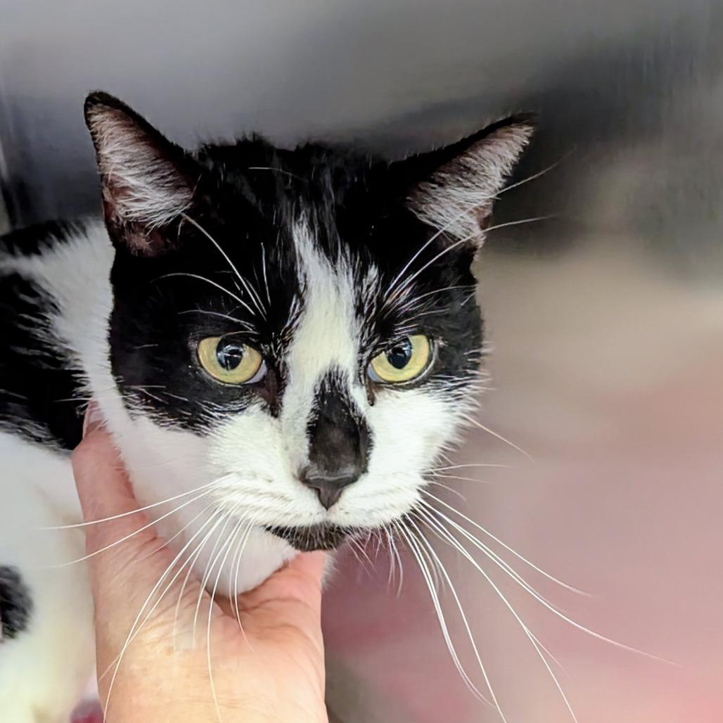 Enlarge Alex, a Adoptable Domestic Short Hair in Marysville, OH image 1/2