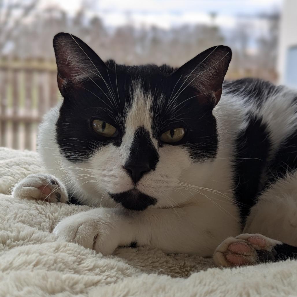 Enlarge Alex, a Adoptable Domestic Short Hair in Marysville, OH image 2/2