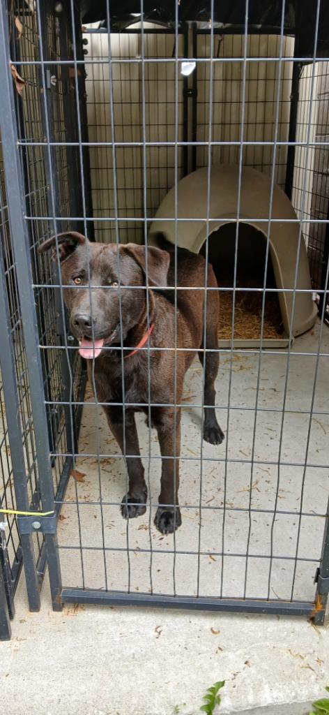Enlarge Remington, a Adoptable mixed breed in Crocker, MO image 1/1