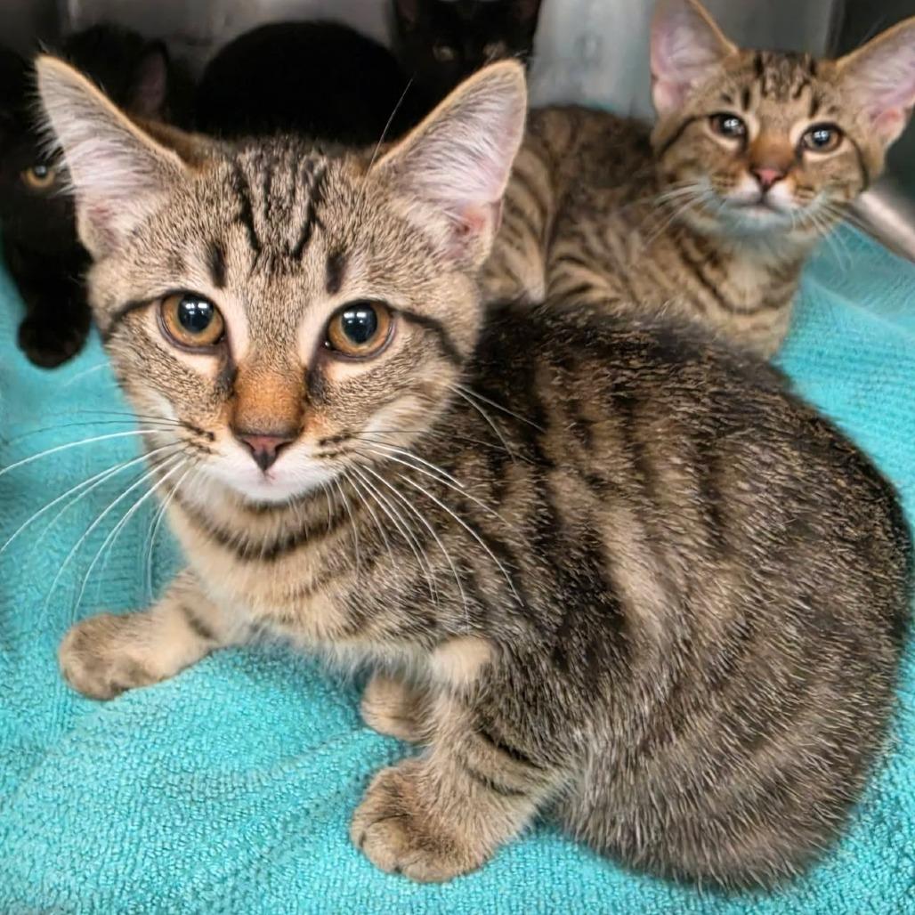 Ginger, Adoptable, Kitten Female Domestic Short Hair.