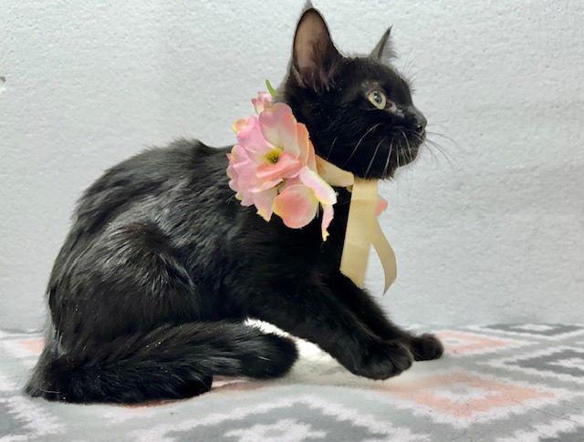 Willie Sue, Adoptable, Young Female Domestic Short Hair.