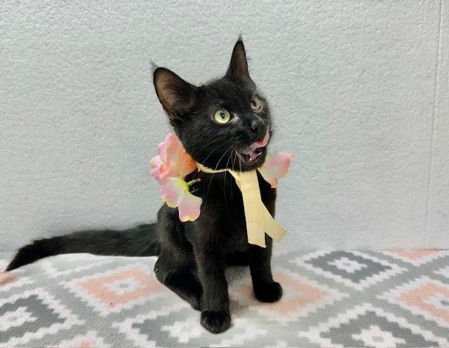 Enlarge Willie Sue, a Adoptable Domestic Short Hair in Winton, NC image 3/3