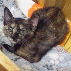 Havoc, Baby Female unknown
